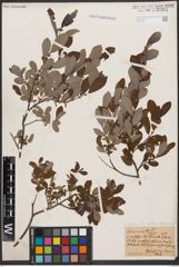 Salix aurita L. x Salix starkeana Willd.